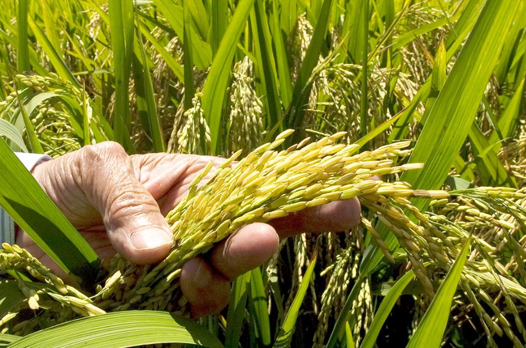 Siembra de arroz en el campo
