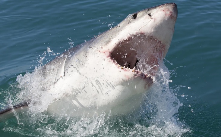 Ya empienzan aparecer tiburones en el área de NY acuden dominicanos como bañistas