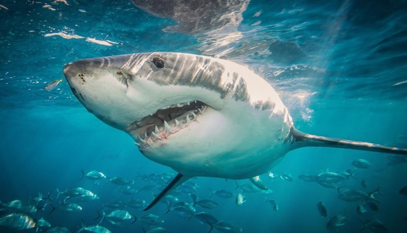 Tiburones merodean en playas NY, miles de dominicanos concurren y uno mordió a bañista