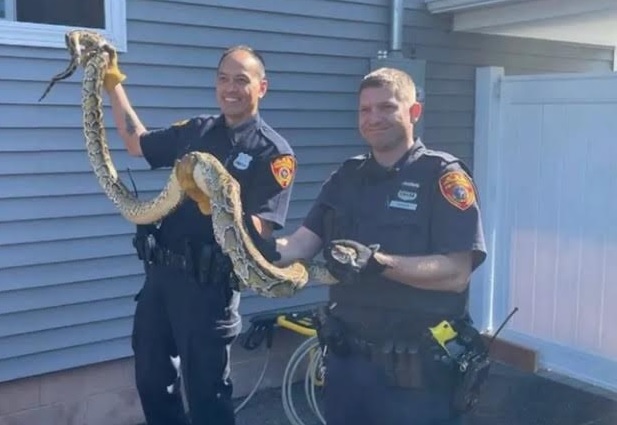 Atrapan culebra de 8 pies de largo debajo del piso de casa con familia en Nueva Jersey; dominicanos son vecinos