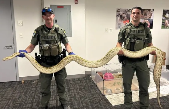 Atrapan enorme serpiente en Coney Island – Brooklyn_ dominicanos visitan el lugar