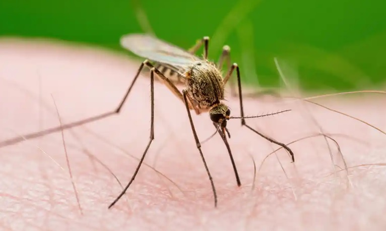 Este año se reporta en NYC primer caso del virus del Nilo Occidental
